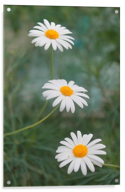 Three daisies in a row Acrylic by Kayleigh Meek