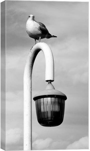 Seagull on a lamp post. Canvas Print by Robert Cane
