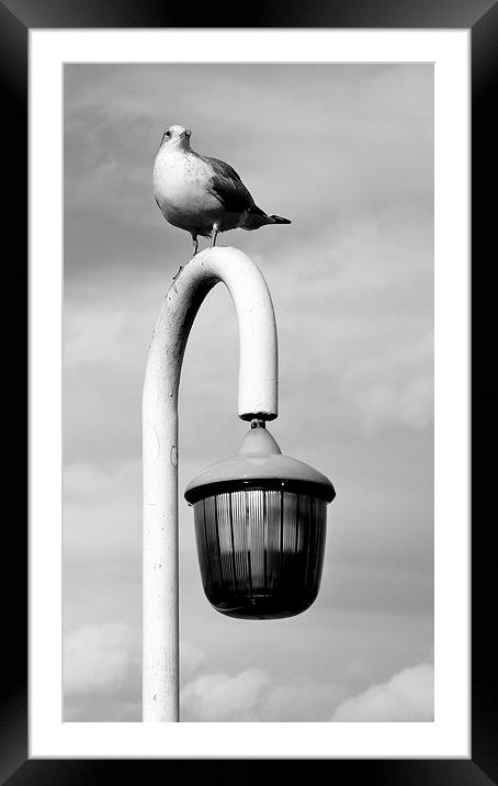 Seagull on a lamp post. Framed Mounted Print by Robert Cane