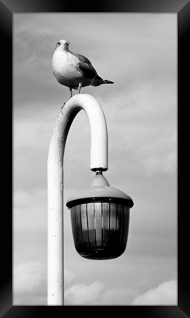 Seagull on a lamp post. Framed Print by Robert Cane