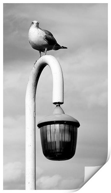 Seagull on a lamp post. Print by Robert Cane