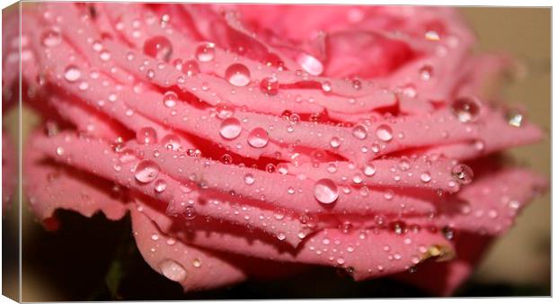 water droplets on a pink rose Canvas Print by Kayleigh Meek