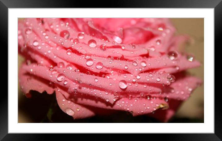 water droplets on a pink rose Framed Mounted Print by Kayleigh Meek