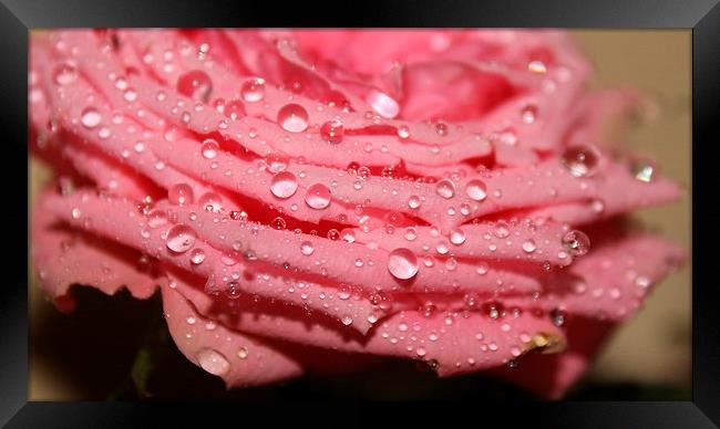 water droplets on a pink rose Framed Print by Kayleigh Meek