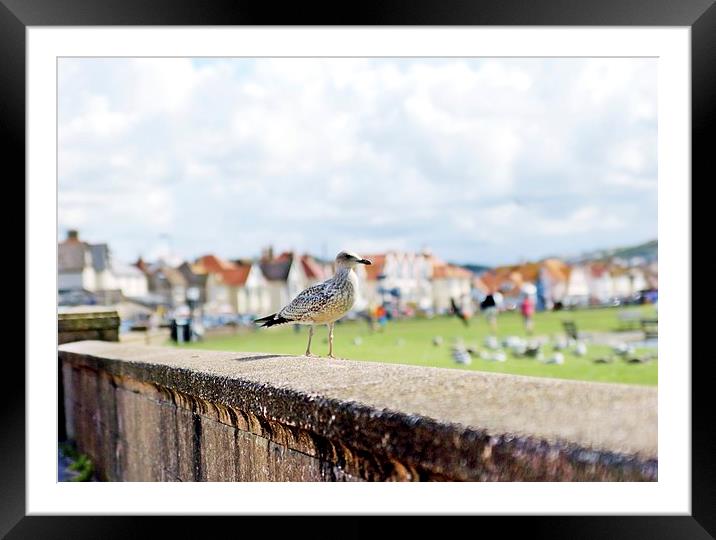 Seagull on llandudno wall Framed Mounted Print by leonard alexander