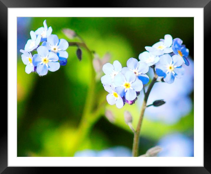 forget me not Framed Mounted Print by Kayleigh Meek
