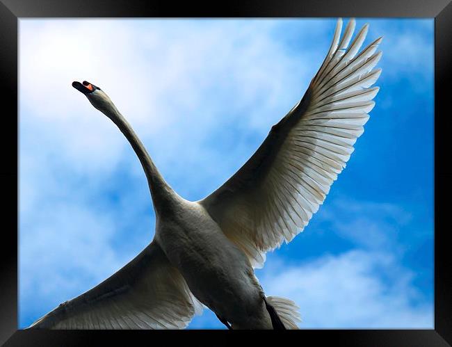 flying swan Framed Print by Kayleigh Meek
