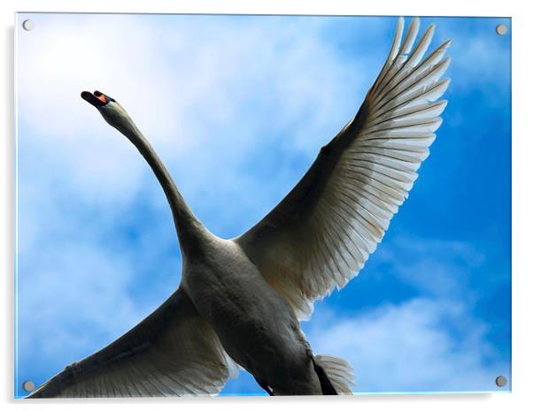 flying swan Acrylic by Kayleigh Meek