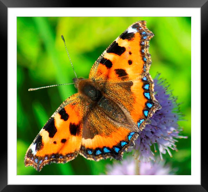 beautiful butterfly Framed Mounted Print by Kayleigh Meek