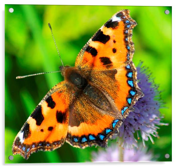 beautiful butterfly Acrylic by Kayleigh Meek