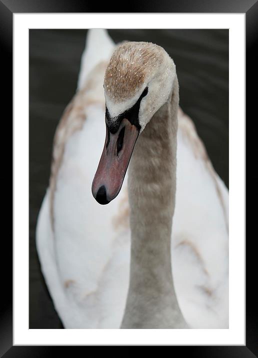 Wonderful swan Framed Mounted Print by Kayleigh Meek
