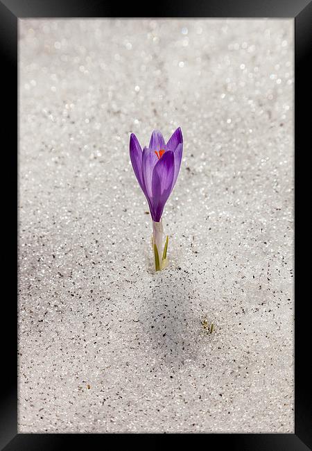 Lonely crocus Framed Print by Robert Parma