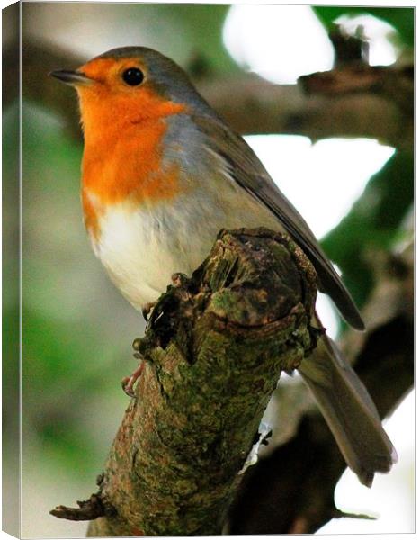 Robin on a branch Canvas Print by Kayleigh Meek