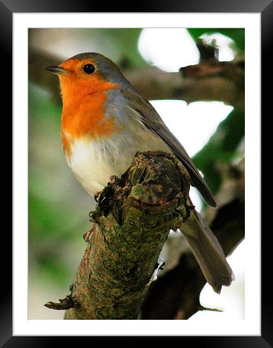 Robin on a branch Framed Mounted Print by Kayleigh Meek