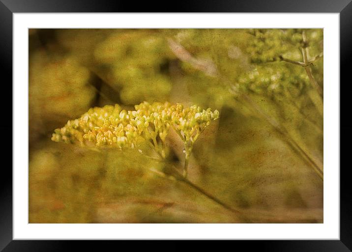 Dill Framed Mounted Print by Mary Lane