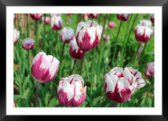 Tulips Framed Mounted Print by Kayleigh Meek