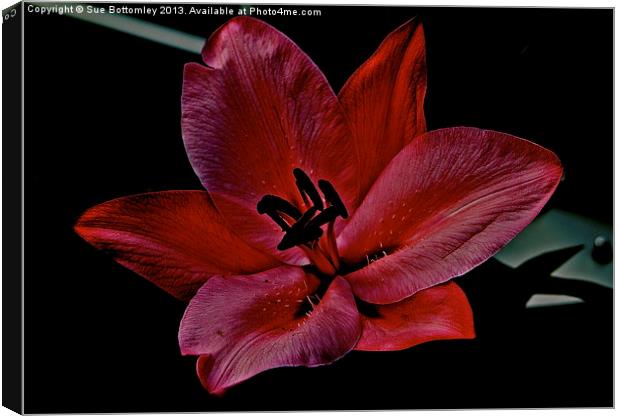 Lily in the shadows Canvas Print by Sue Bottomley