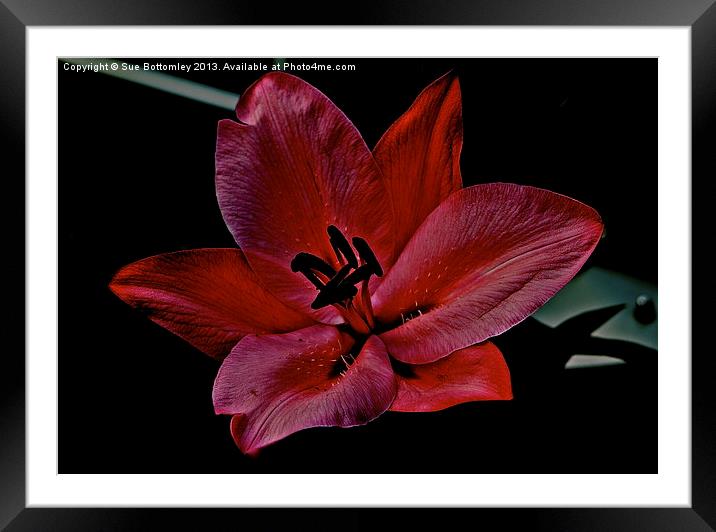 Lily in the shadows Framed Mounted Print by Sue Bottomley