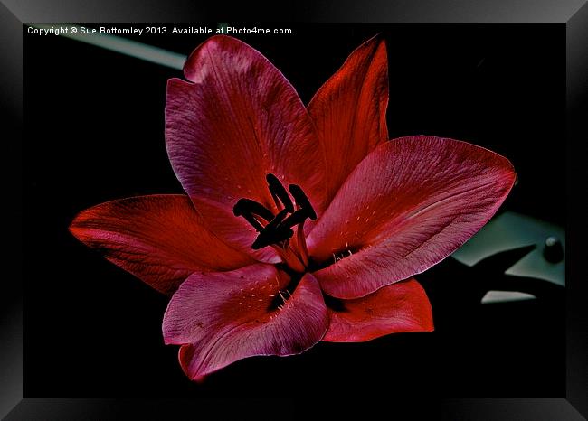 Lily in the shadows Framed Print by Sue Bottomley