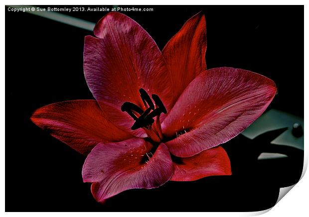 Lily in the shadows Print by Sue Bottomley