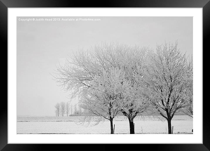 Wintry Trees Framed Mounted Print by Judith Head