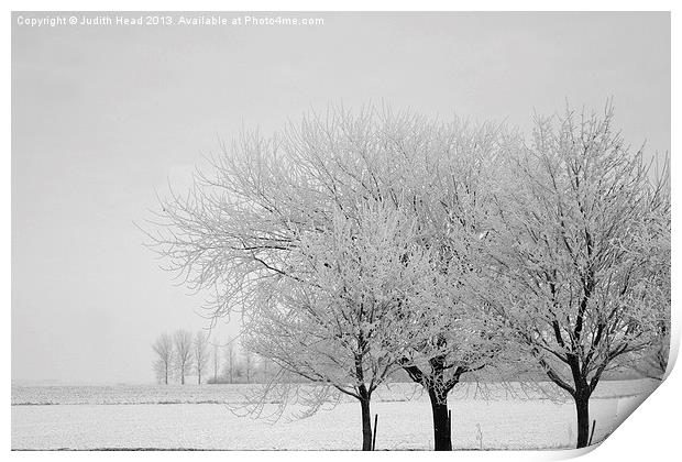 Wintry Trees Print by Judith Head