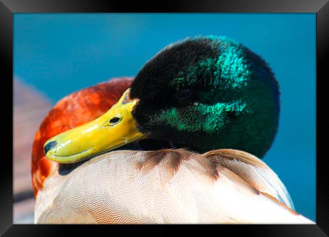 Colourful Duck Framed Print by Kayleigh Meek