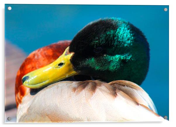 Colourful Duck Acrylic by Kayleigh Meek