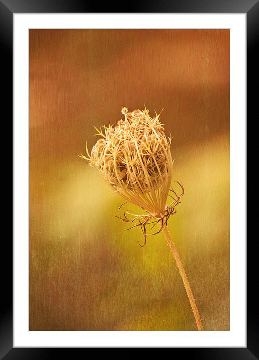 Queen Annes Lace Framed Mounted Print by Steve Purnell