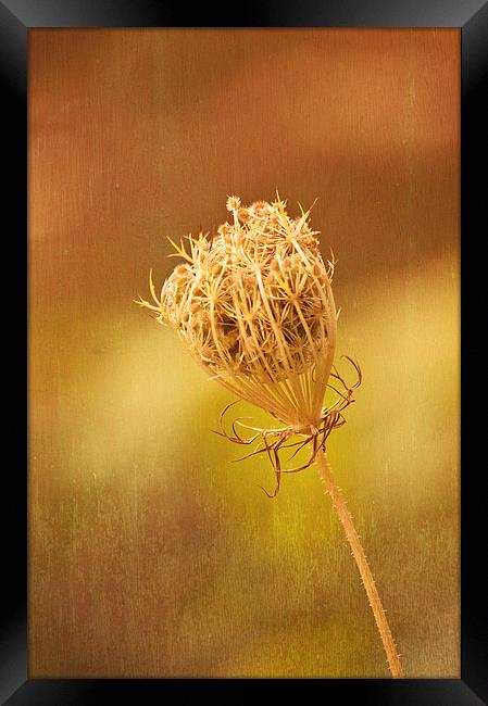 Queen Annes Lace Framed Print by Steve Purnell