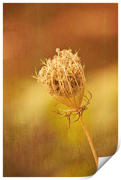Queen Annes Lace Print by Steve Purnell