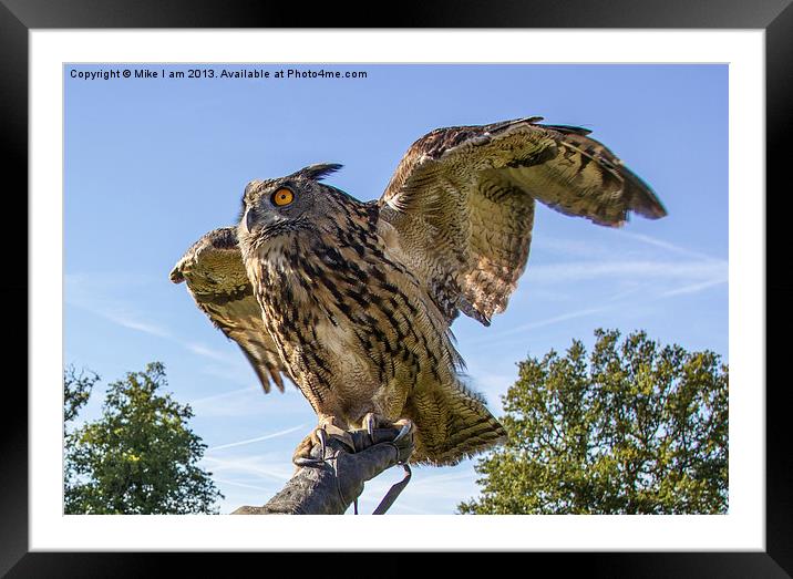 Eagle owl Framed Mounted Print by Thanet Photos