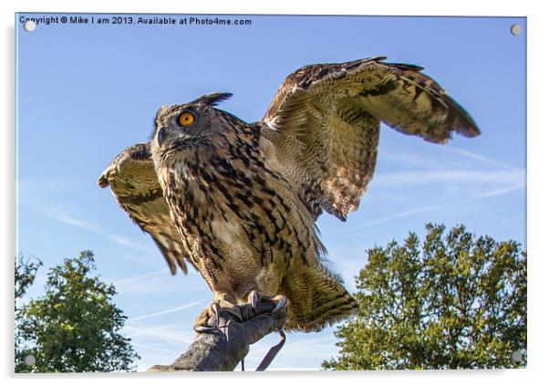 Eagle owl Acrylic by Thanet Photos