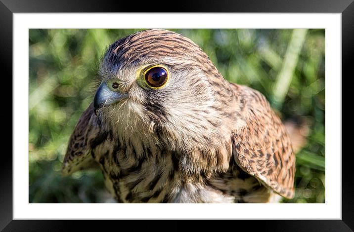 Kestrel Framed Mounted Print by Thanet Photos