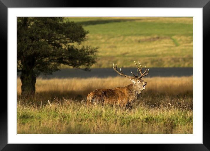 Stag in the grass Framed Mounted Print by Jed Pearson