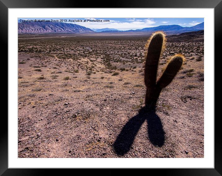 Lonely Cactus Framed Mounted Print by Matthew Davis