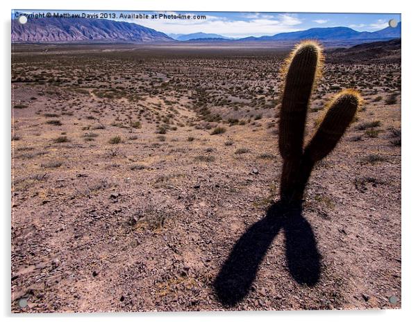 Lonely Cactus Acrylic by Matthew Davis