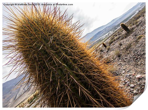 Prickly Print by Matthew Davis