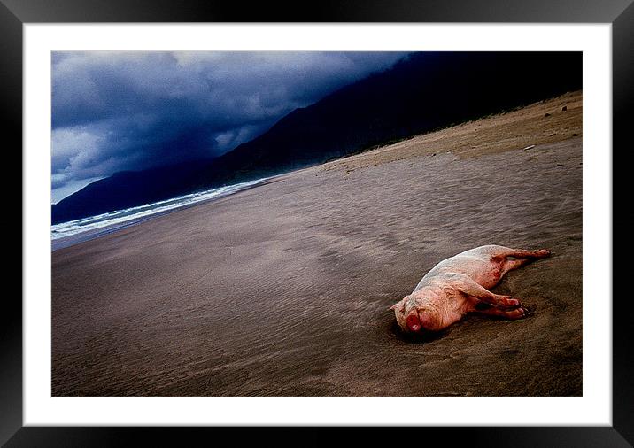 Pig on the beach Framed Mounted Print by nick pautrat