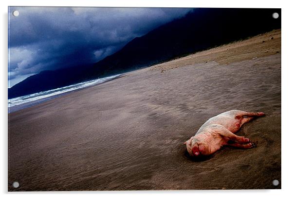 Pig on the beach Acrylic by nick pautrat