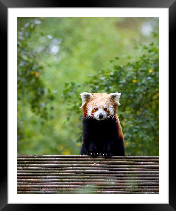 Red Panda Framed Mounted Print by David Maclennan