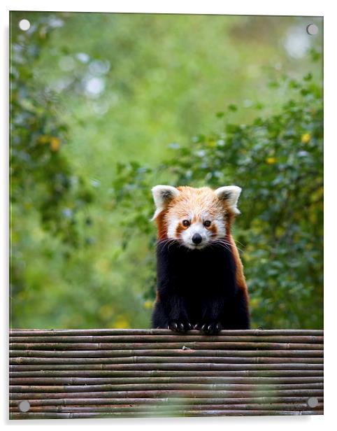 Red Panda Acrylic by David Maclennan