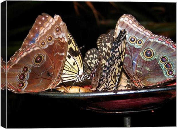 Butterflies Enjoying Dinner Canvas Print by Pics by Jody Adams