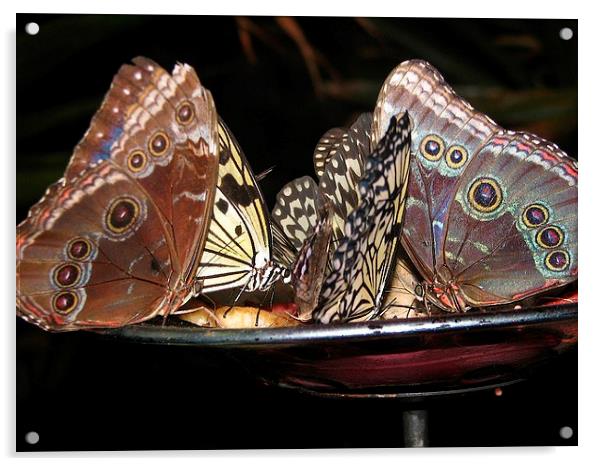 Butterflies Enjoying Dinner Acrylic by Pics by Jody Adams