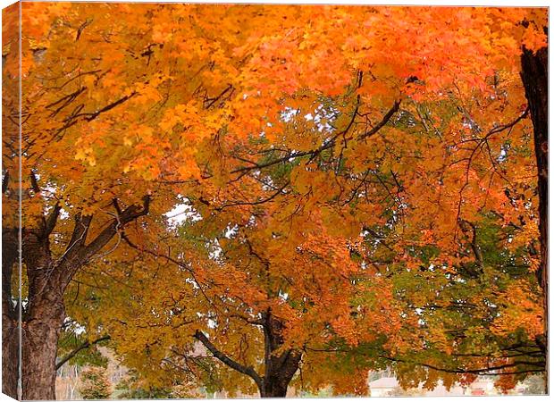 Trees of Autumn Canvas Print by Pics by Jody Adams