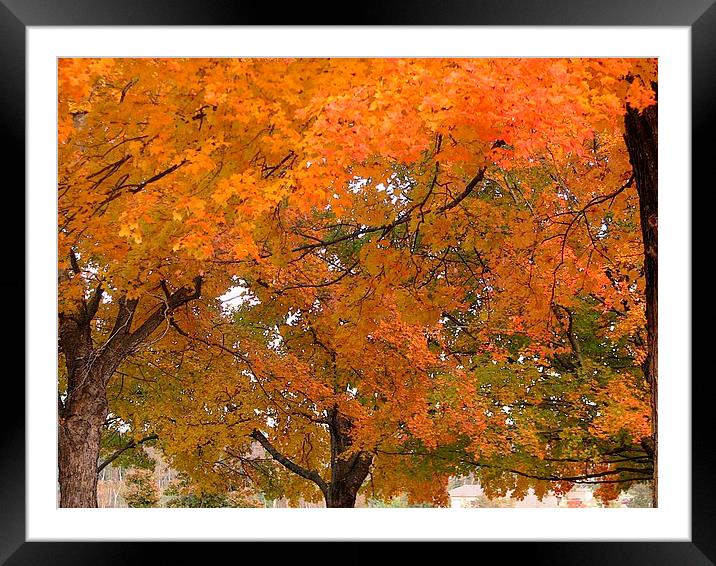 Trees of Autumn Framed Mounted Print by Pics by Jody Adams