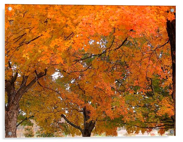 Trees of Autumn Acrylic by Pics by Jody Adams