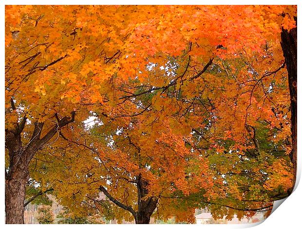 Trees of Autumn Print by Pics by Jody Adams