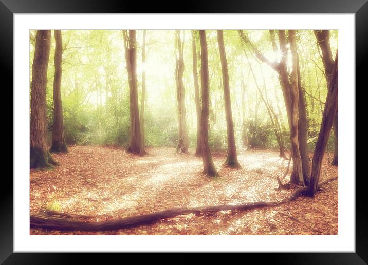 Enchanted Woodlands Framed Mounted Print by Natalie Kinnear