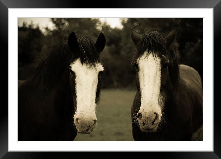 Horses on cold morning Killarney Framed Mounted Print by Aaron Fleming